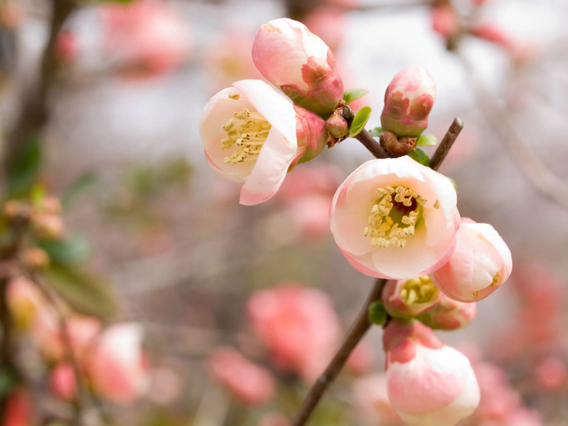 Фото весны красивые на заставку на телефон. Цветение Сакуры бутоны. Весенние обои на рабочий стол.