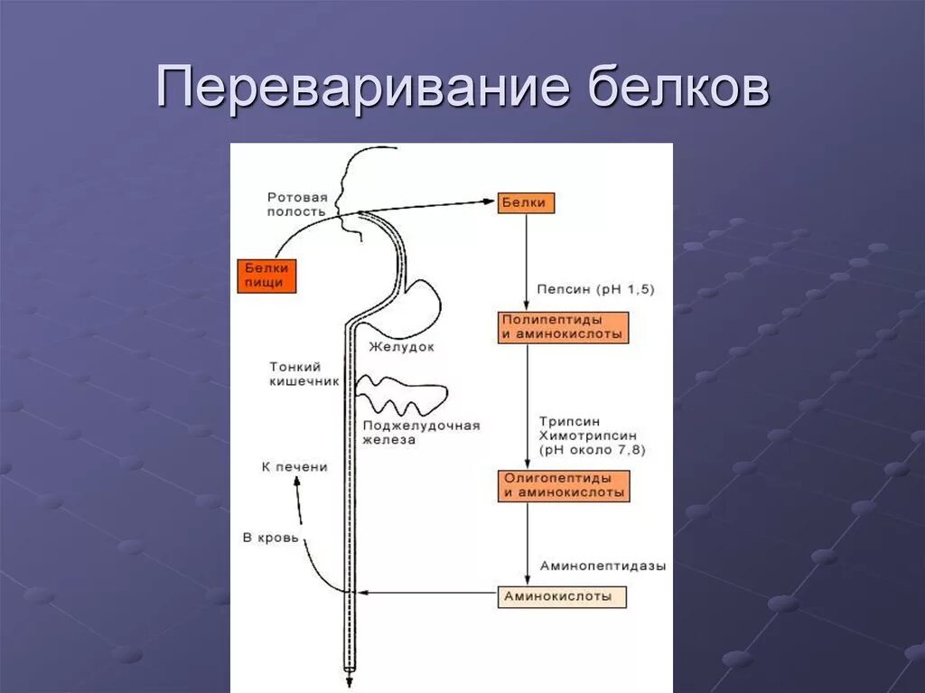 Где переваривание белков. Схема переваривания и всасывания белков. Переваривание белков биохимия схема. Общая схема переваривания белков в ЖКТ. Переваривание белков в желудочно-кишечном тракте схема.