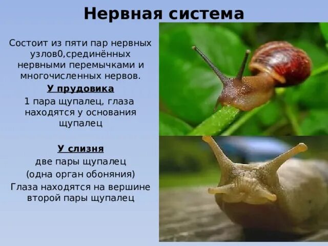 Брюхоногие моллюски наземные развитие. Роль слизней в природе. Значение слизня в жизни человека. Строение тела слизняка. Слизень полевой deroceras agreste.