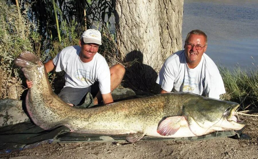 Турк ру сом 11. Огромные Пресноводные рыбы. Самый большой пресноводный сом. Самый большой Речной сом. Самые большие рыбы в реке.