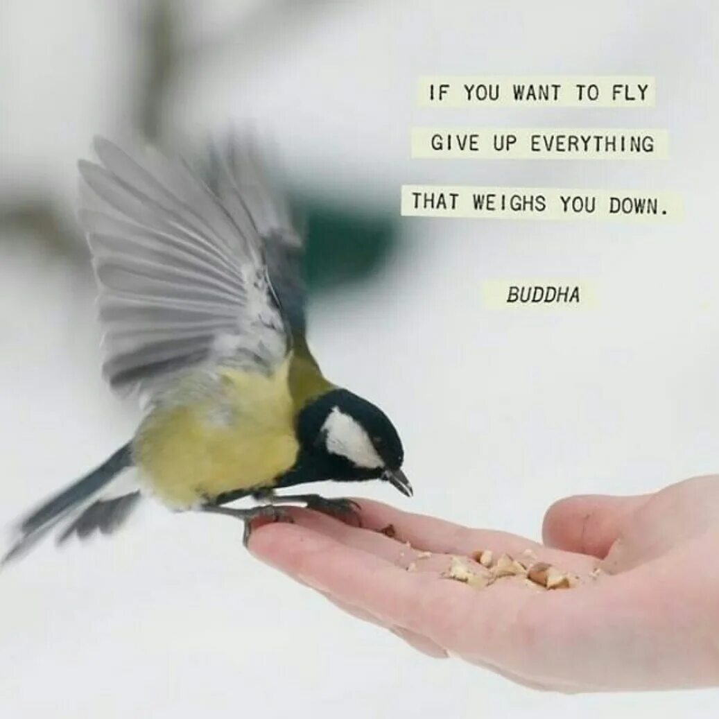 Given to fly. Given to fly