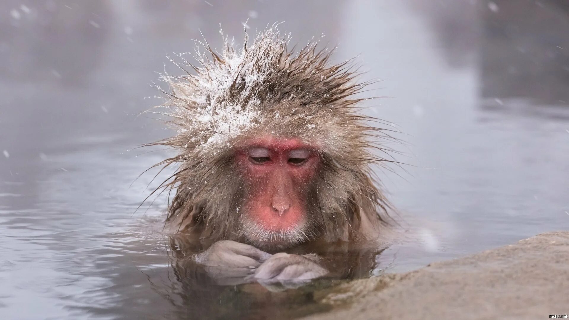 Обезьяна плавает. Обезьянка в воде. Водяная обезьяна. Водяная обезьяна. Обезьяна в воде.