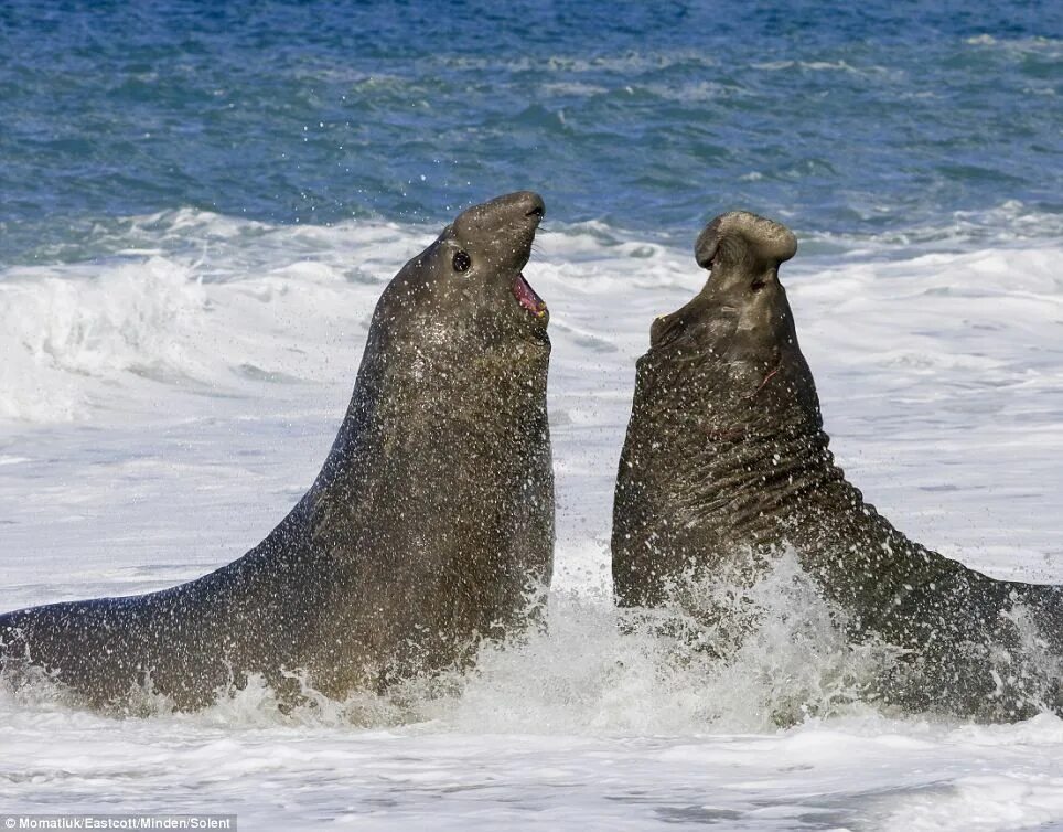 The little seal is laughing at us. Южный морской слон. Атлантический морской слон. Морской слон в Арктике. Схватка морских слонов.