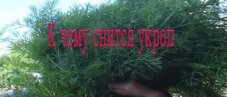 Укроп во сне женщине к чему. Укроп многолетнее или однолетнее растение. Укроп описание растения. Условия хранения укропа. Укроп во сне женщине к чему.