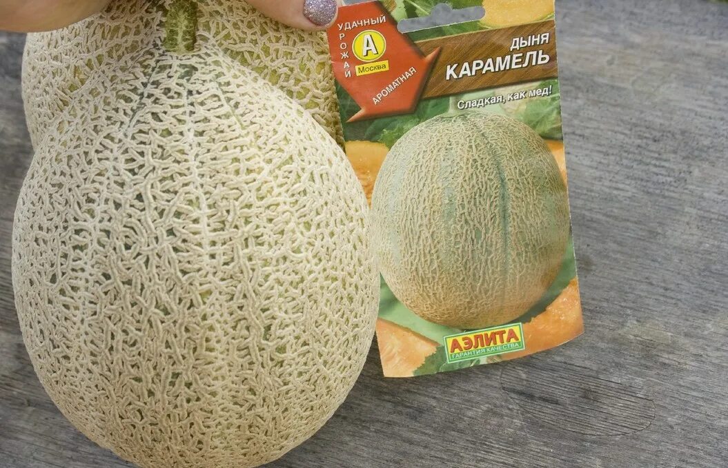 Скороспелые сорта дыни