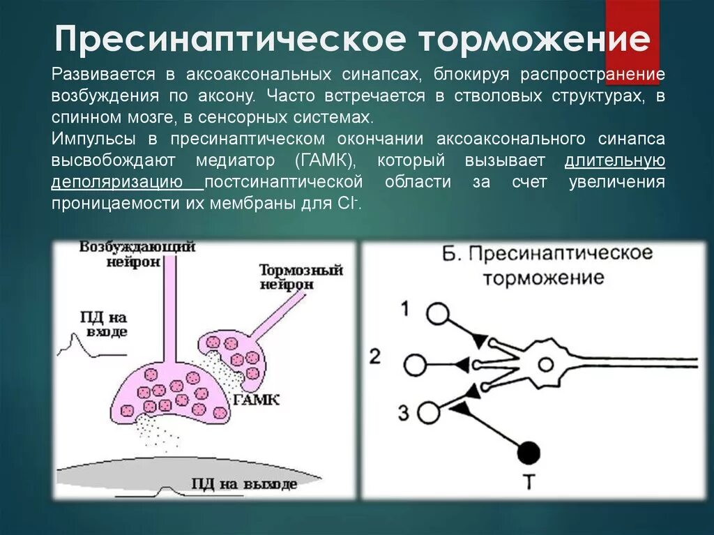 Процесс возбуждения нервных клеток. Пресинаптическое торможение в ЦНС. Пресинаптическое торможение в ЦНС физиология. Схема пресинаптического торможения. Механизм пресинаптического торможения схема.