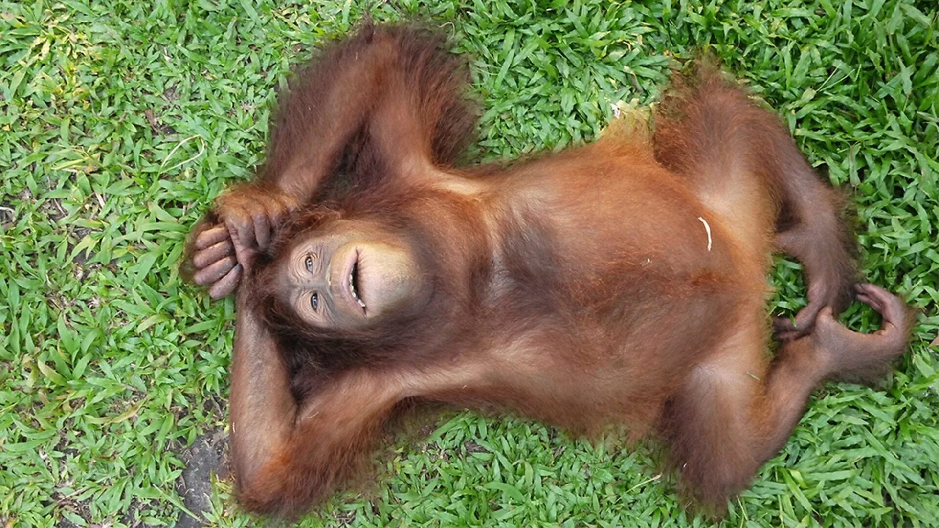 Какашки обезьян. Орангутанг. Задумчивый орангутанг. Лапа орангутанга. Спящий орангутанг.