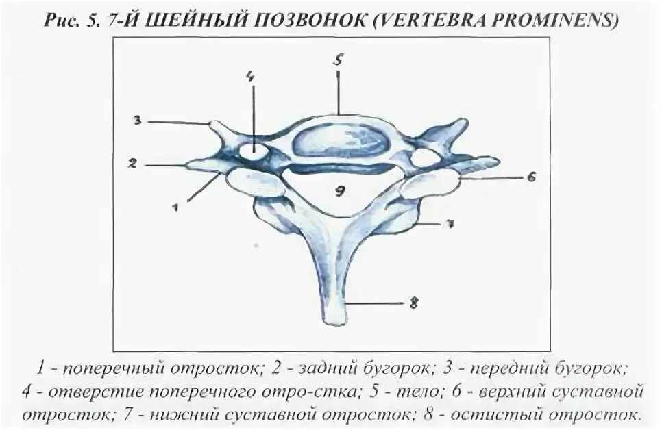Задний бугорок поперечного отростка
