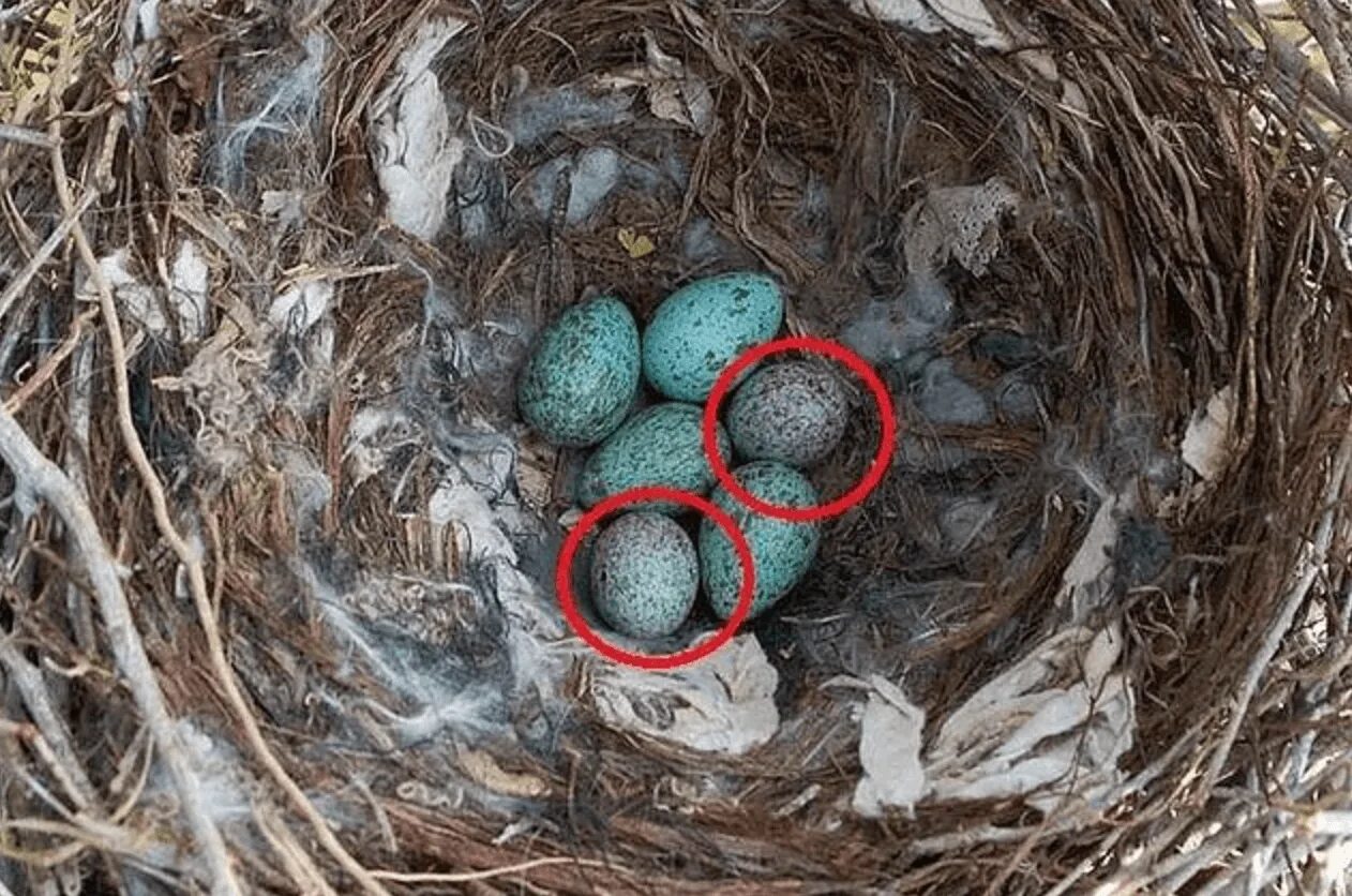 Гнездо шпорцевой кукушки. Яйца кукушки. Гнездо вьюрка. Гнездо с яйцом кукушки.
