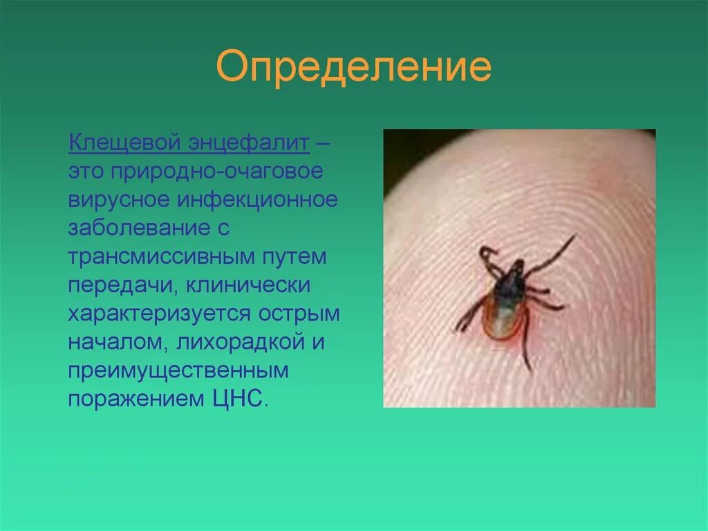 Передается ли энцефалит. Клещевой энцефалит это вирусное заболевание. Острый клещевой вирусный энцефалит характеризуется:. Путь передачи клещевого энцефалита Трансмиссивный. Клещевой бактериальный энцефалит.