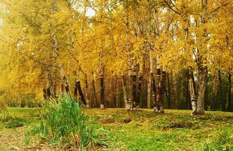 Березка зеленодольск