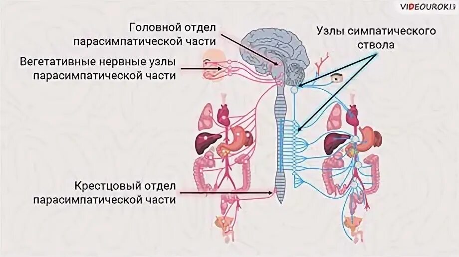 Вегетативная нервная система два отдела