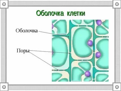 Между оболочками соседних клеток