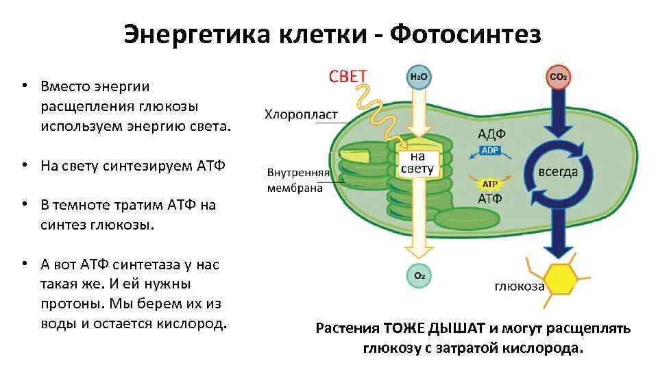 Схема фотосинтеза с АТФ. Этапы фотосинтеза Синтез Глюкозы Синтез АТФ. АТФ В растительных клетках синтезируется. Образование АТФ В фотосинтезе. Dr d o c dadadaumpa