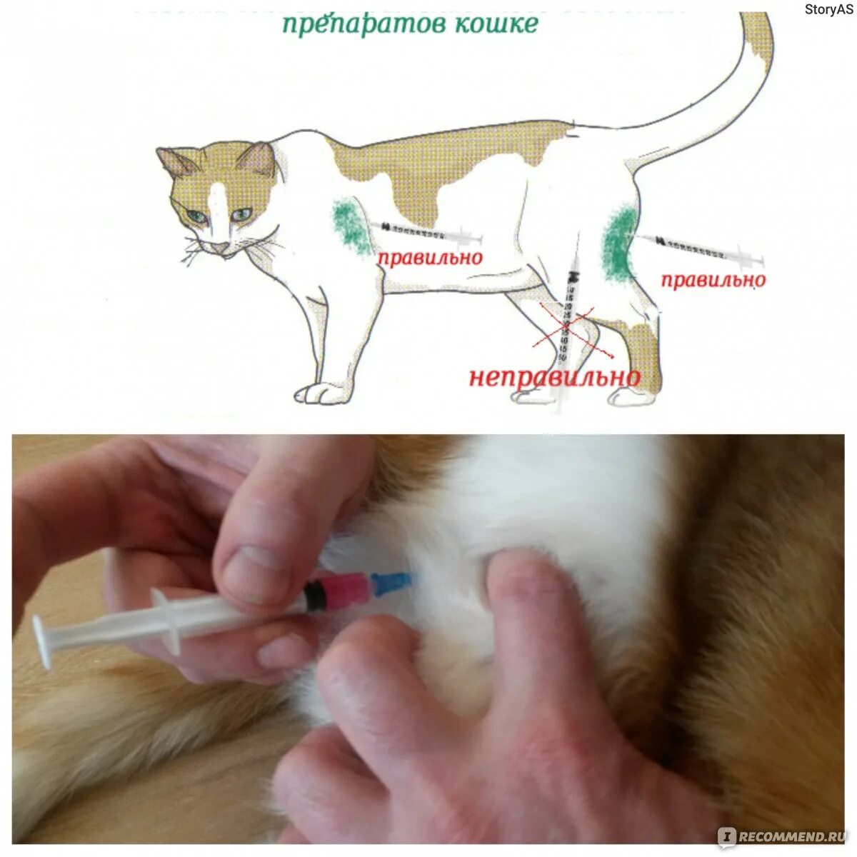 Уколы кошке внутримышечно в холку. Укол котенку внутримышечно в бедро. Как сделать укол коту в мышцу. Укол внутримышечно коту схема. Гексаред