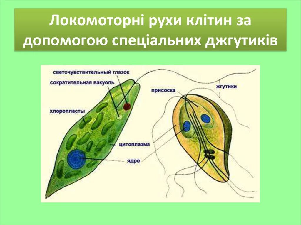 Простейшее имеющее жгутик. Жгутиконосцы эвглена. продольное деление эвглены зеленой. светочувствительный глазок эвглены. светочувствительный глазок у зелёной эвглены.