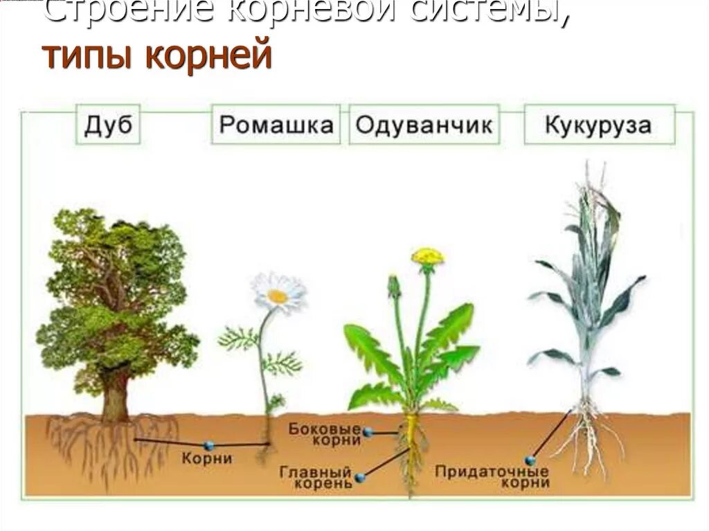 У каких растений есть корень. Корни разных растений. Растения с разными корневыми системами. Строение растения.