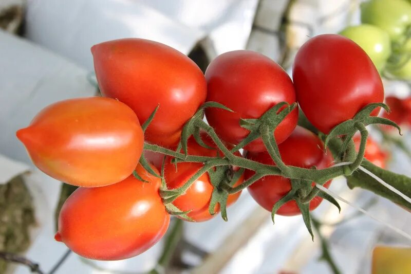 Сорт томата ажур. Томат ажур f1. Сорт томата ажур. Томат ажур. Томат железная леди.