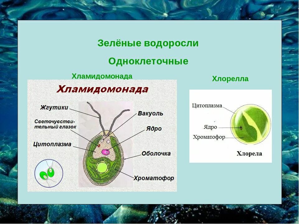Хламидомонада какой тип. Одноклеточная водоросль хлорелла. одноклеточная водоросль хламидомонада. одноклеточные хламидомонада хлорелла. хламидомонада это многоклеточная водоросль.