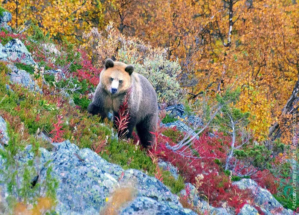 Парк северных животных