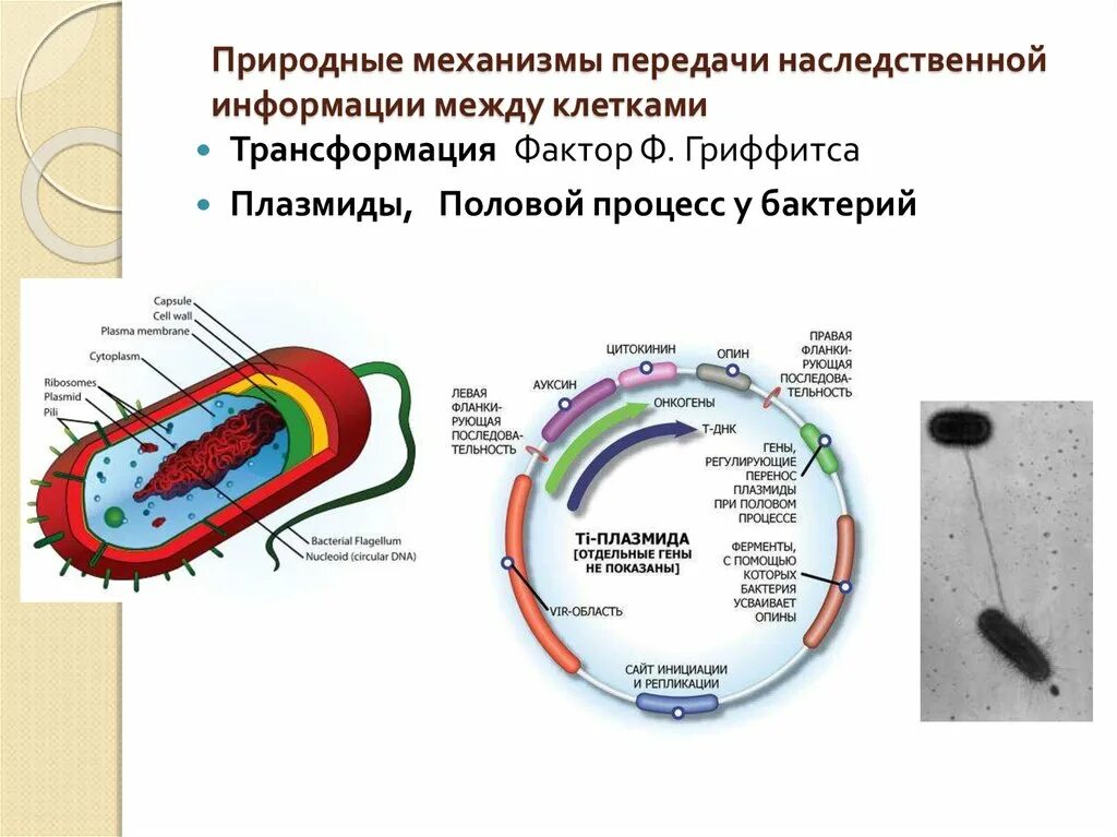 Плазмиды биотехнология. Хранение наследственной информации клетка бактерий. Плазмида бактериальной клетки. Наследственная информация бактериальной клетки локализуется в. Локализация наследственной информации в бактериальной клетке.