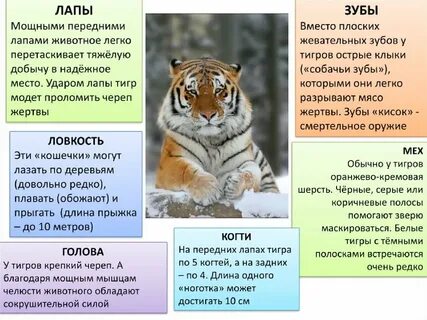 Сколько сантиметров тигр