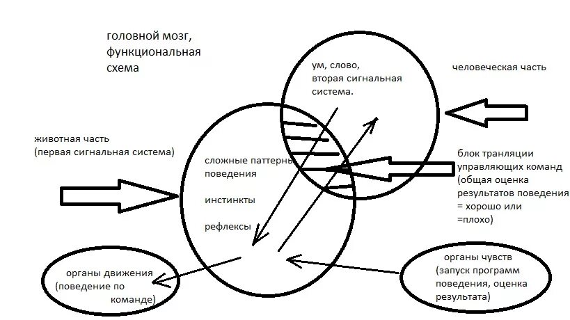 Сигнальная система головного мозга. Сигнальные системы схема. Вторая сигнальная система схема. Первая сигнальная система схема. Развитие первой и второй сигнальной системы.