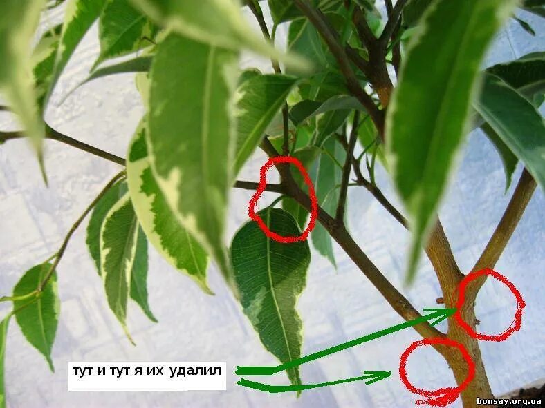 Как обрезать фикус бенджамина чтобы он. Прищипка фикуса бенджамина. обрезать фикус бенджамина. фикус бенджамина прищипывание. сформировать крону фикуса бенджамина.