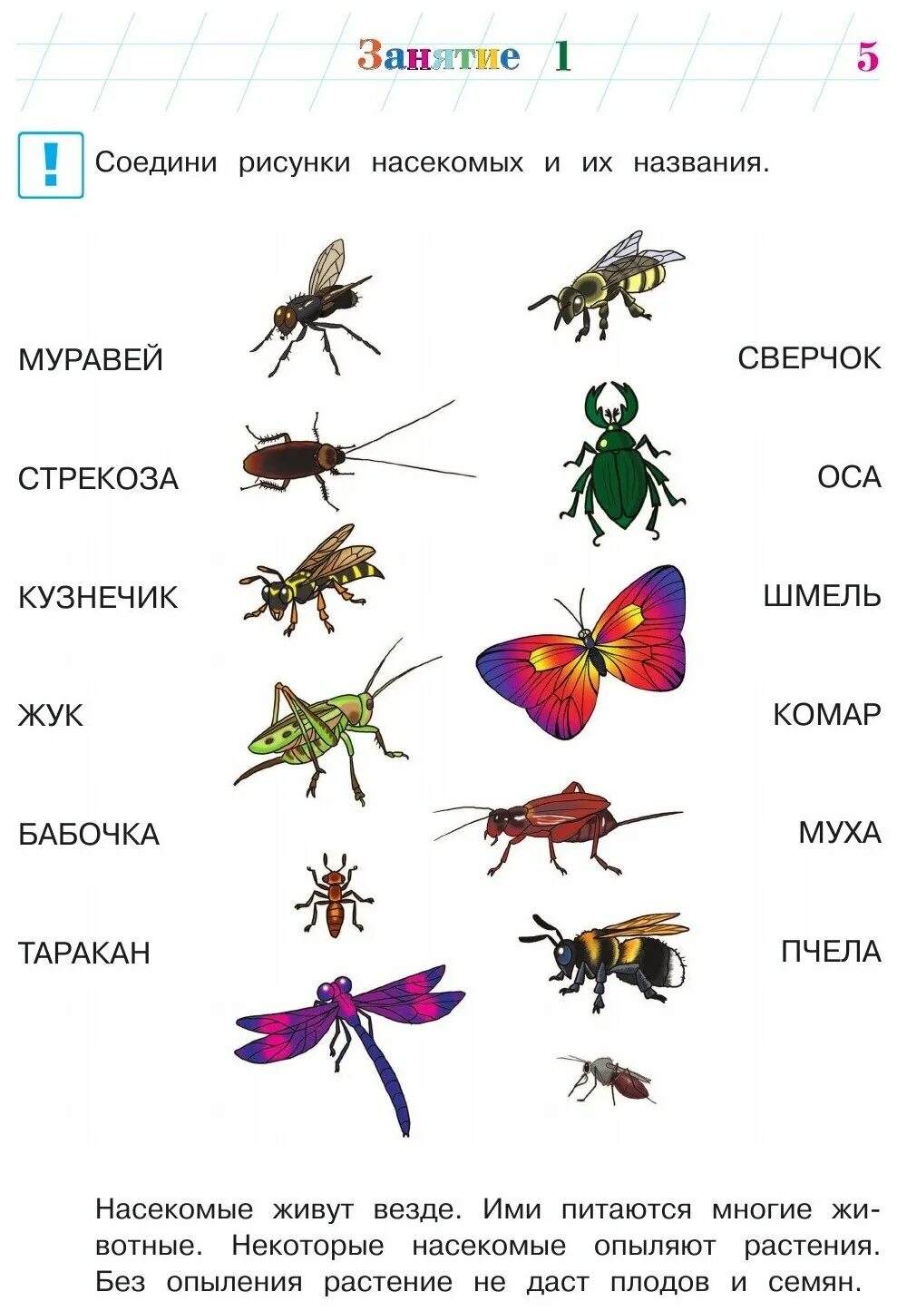 Три названия насекомых. Насекомые задания для дошкольников. Насекомые задания для детей 4-5 лет. Насекомые задания для дошкольников 4 лет. Насекомые задания для дошкольников 5 лет.