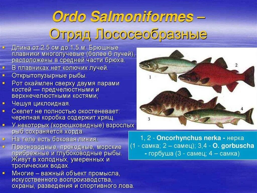 Особенности группы рыб. Отряд Лососеобразные лососевые. Лососеобразные рыбы строение. Характерные признаки отряда Лососеобразные. Характерные особенности отряда Лососеобразные.