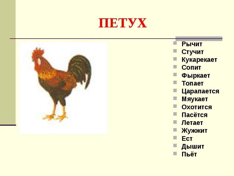 Почему человек петух. Петух кукарекает. Петух кричит. Петухи в разных странах. Кличка петуха.