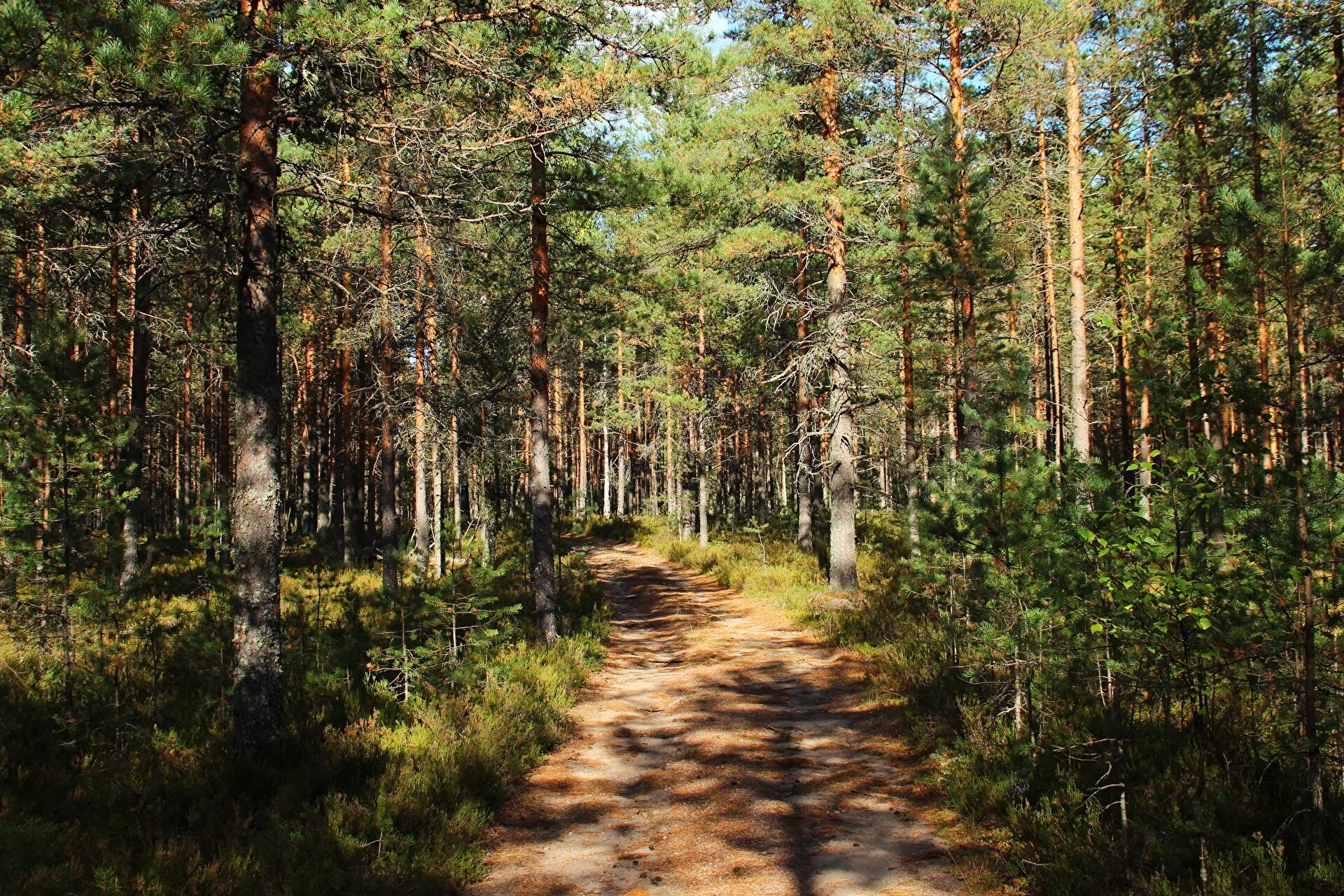 Село хвойный. Леса Ленинградской области Выборгского района. Сосновый Бор Выборгский район. Сосновый Бор Ленинградская область лес. Сосновый Бор Ленинградская область природа.