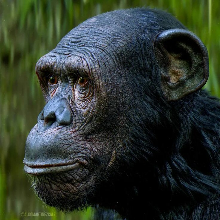 Facing monkey