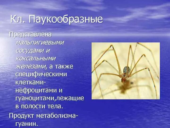 Паук относится к паукообразным. Паразитические паукообразные. Многообразие паукообразных. Класс паукообразные. Особенности строения паукообразных.