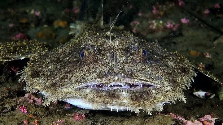 Картинки по запросу картинки глубоководные рыбы Deep sea creatures, Deep sea ani