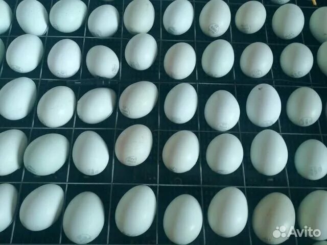 Яйцо доминанты купить. Чешский Доминант яйца. Доминант чешский маточник. Яйцо Доминанта 229. Чешский Доминант цвет яиц.
