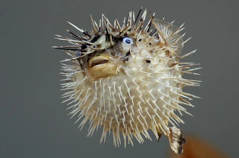 Рыба еж фугу. Рыба еж. Рыба еж живет среди кораллов. Морской ёж иглобрюх. Длинноиглая рыба-ёж.