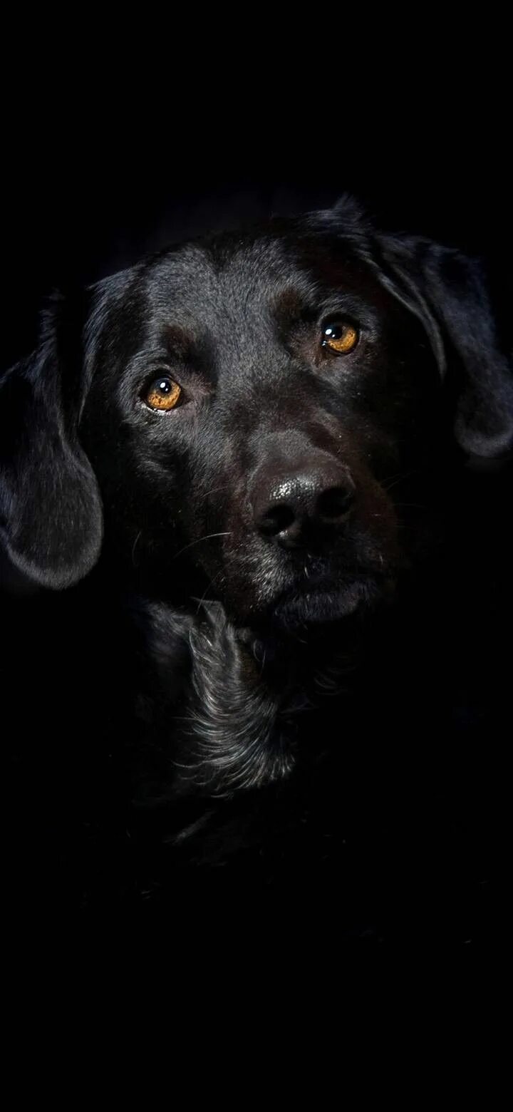Курхац порода собак. Лабрадор бойцовский. This dog black. Собака на черном фоне. This dog black.