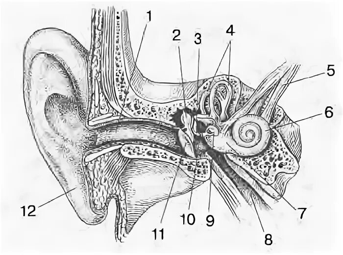 Строение органа слуха и вестибулярного аппарата рисунок. Орган слуха и вестибулярный аппарат. Строение органа слуха и вестибулярного аппарата. Строение слуха и вестибулярного аппарата. Тест орган слуха 8 класс