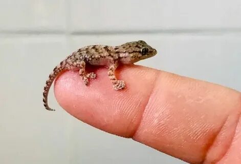 Который есть даже в самом маленьком