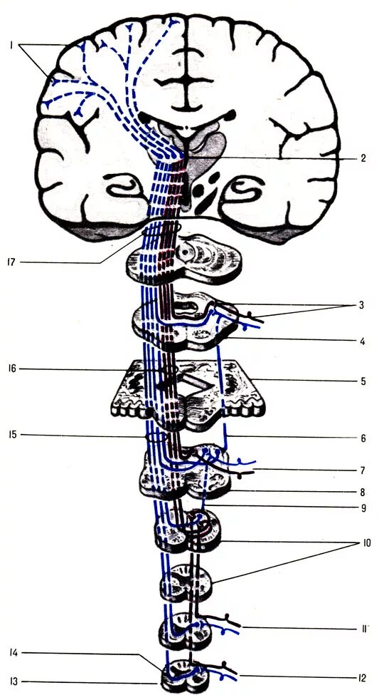 Нисходящий нерв. Нисходящие пути ЦНС пирамидные. Проводящие пути нервной системы анатомия. Проводящие пути ЦНС схема. Проводящие пути ЦНС анатомия.