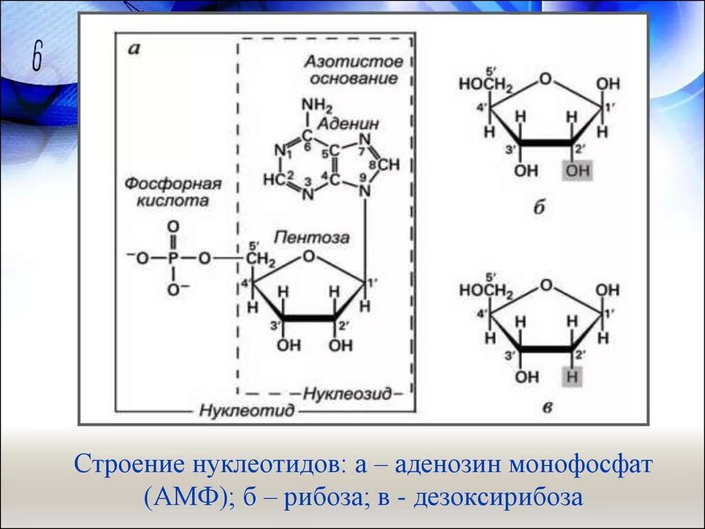 Содержит дезоксирибозу