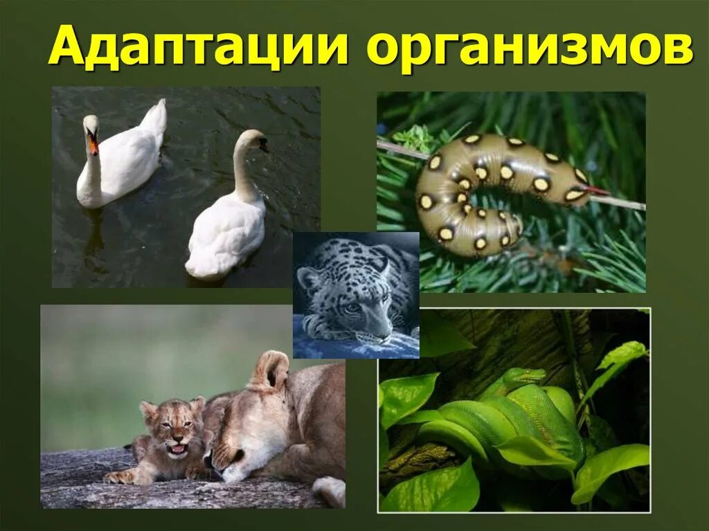 Адаптации 11. Адаптации организмов. биологическая адаптация. адаптация это в биологии. адаптация организмов к условиям окружающей среды.
