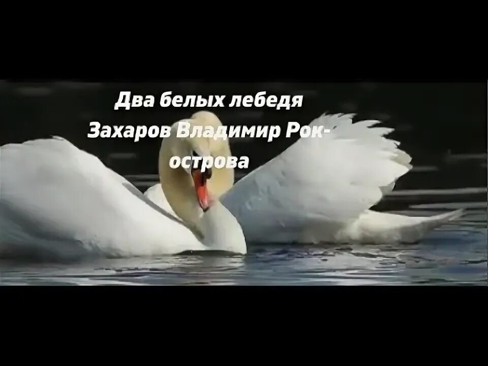 Рок-острова белым снегом. Рок острова два лебедя. Рок острова про лебедя. Рок острова два лебедя. Песня два белых лебедя кружатся над землей.