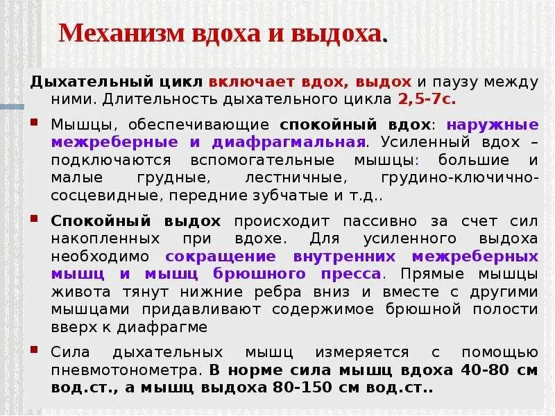 Время слова дышит. Механизм вдоха и выдоха. Механизм спокойного и глубокого вдоха и выдоха. Акт вдоха и выдоха. Дыхательный цикл вдох и выдох.