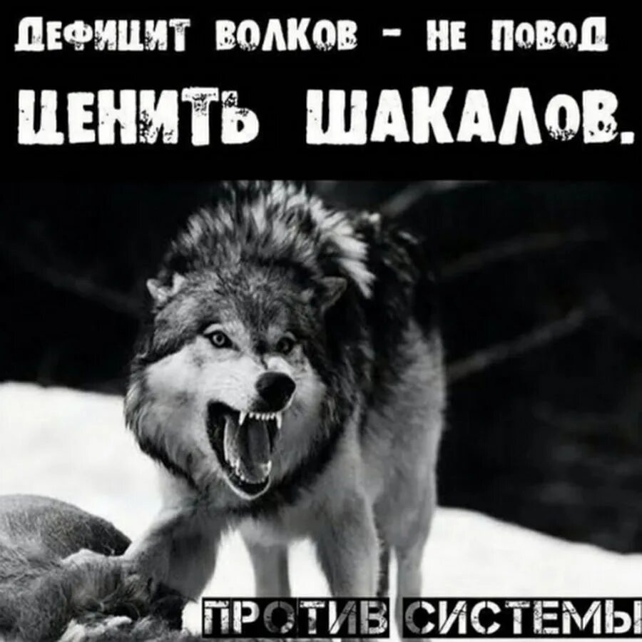 Не всякий готов. Цитаты про шакалов. Волки самые верные. Цитаты волка. Рождённый волком собакой не будет.