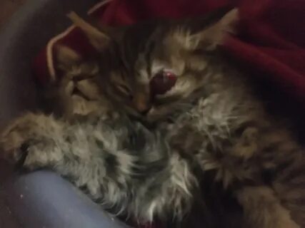 Найдите 2 кота