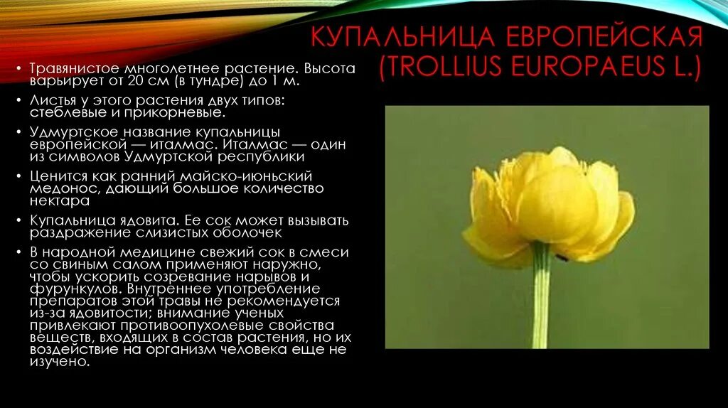 Купальница Италмас красная книга. Купальница европейская (Trollius europaeus l.). Купальница европейская красная книга Удмуртии. Растения из красной книги купальница европейская.