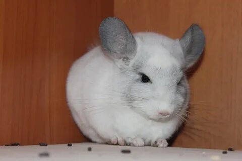 Окрасы шиншилл