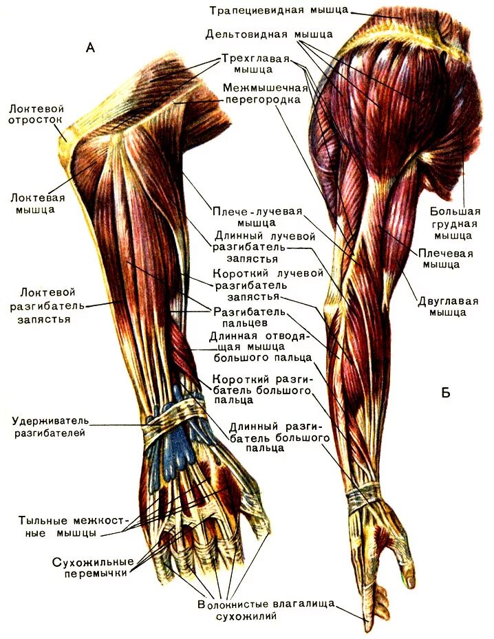 Связки на руке. .Мышцы верхней конечности (плечо и предплечье). Связки и сухожилия локтевого сустава анатомия. Мышцы локтевого сустава анатомия. Мышцы верхних конечностей анатомия атлас.